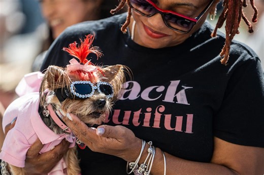 How long a dog survives cancer after treatment is linked to gut health