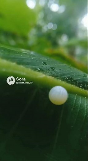 Birth of a Blue Morpho: Tiny Egg on a Giant Leaf