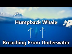 Humpback Whale Breaching From UNDERWATER!
