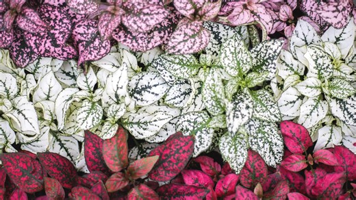Hypoestes, commonly known as "Polka Dot Plant" or "Freckle-Face Plant," is known for its colorfully variegated leaves or foliage. It comes in different colors, including green leaves with white, pink or red flecks! Polka dot plant or hypoestes grows best in warm, humid conditions. They are easy to grow indoors and outdoors in combinations or as standalone plants. Hypoestes grows moderately and remains relatively small when mature, especially when grown indoors as a houseplant. Native to warm cli