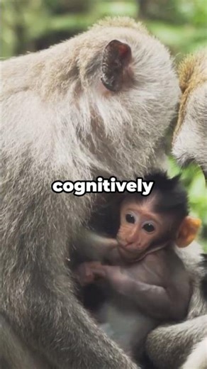 Monkeys Can Use Tools Better Than You Think? Did you know? Facts #animals #didyouknow #wildlife #dyk