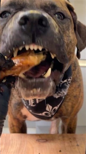 Crispy Salmon Head Recipe for Dogs #shorts