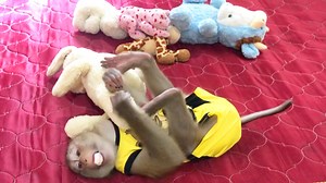 12K views · 1.2K reactions | Clever Jason Very Cute Comprehend Situation Play With Toys Friend Wait Mom | Monkey Jason | Facebook