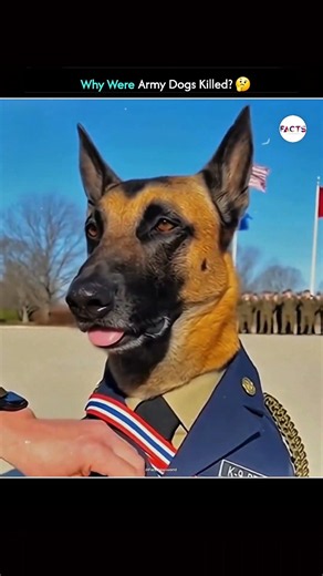 Why were army dogs killed?🤔 #facts