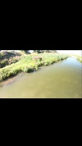 109K views · 1.6K reactions | Bowfishing a backwater drainage for invasive Asian carp! #fishing #carp #bowfishing #fish #Nebraska | Stromquist Outdoors | Facebook