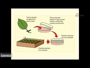 Plant Tissue Culture Basics Video Lecture | Crash Course for CSIR NET Life Sciences (English)