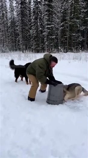 Man Uses Bucket To Save Bear Cub From Wolf Attack!