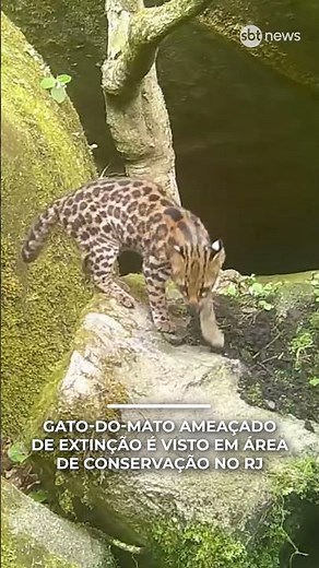 Gato-do-mato ameaçado de extinção é visto em área de conservação no RJ