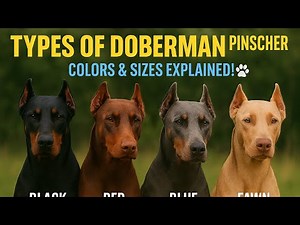 Different Types of Doberman Dogs 🐕 | Colors, Sizes & Varieties Explained!