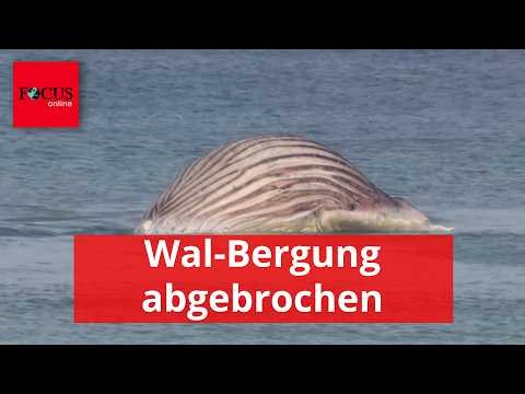 Whale salvage operation called off - next steps remain unclear
