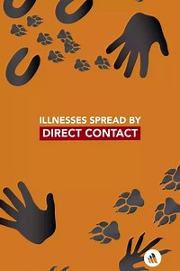 Direct contact transmission occurs when there is physical contact between an infected person or animal and a susceptible person or animal. Save this video to reference facts about preventing illness, then read more here: https://msdmnls.co/3twj4Ol | MSD Manual Consumer