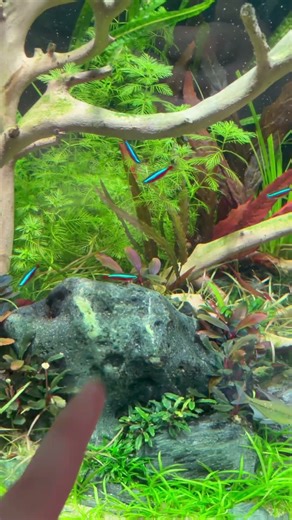 Apistogramma macmasteri Nachwuchs Tag 4 🐟 #aquarium #aquariumfische #aquascape
