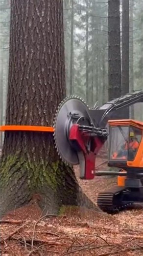 Big circular saw Vs. big tree #shorts