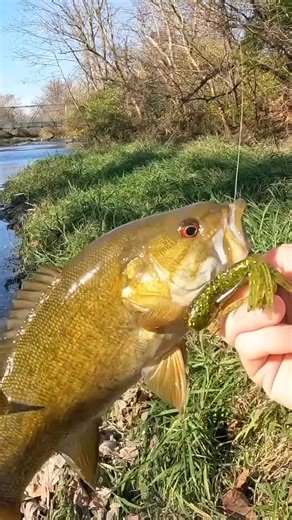ABitFishy Bait & Tackle on Instagram: "Nice smallmouth saved me from the skunk. Order now @abitfishybaittackle. Link In Bio or IG Shop. #bassfishing #cast2catch #smallmouthbass #creekfishing #outdoors #indiana #fishing"