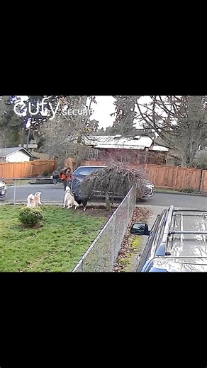 She jumped right over my fence! | Sarah Mitchell