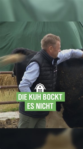 NDR AUF‘M LAND on Instagram: "Sie hat so gar kein Bock 😂 Das ist ein Ausschnitt aus der Reportage „Milch, Mist und Muttererde“ – seht ihr auf unserem YouTube Kanal 💚 #NDRaufmLand #Landwirt #Kuh #Meme"