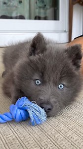 440K views · 30K reactions | River had the most beautiful set of baby blue eyes when he was younger. Wolves and wolfdogs’ change to yellow or amber over time. If blue eyed husky is mixed in then they can stay blue. #blueeyes #wolfpup #beautifulpuppy #cutedog #wolf #wolfcub #bluewolf | Anneka Svenska | Facebook
