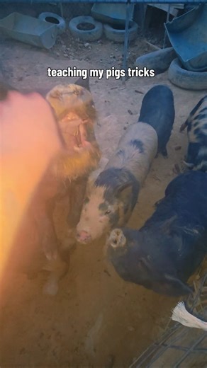 Teaching My Pigs How To Do Tricks | Cutest Pig Jumping #farm #funny #pig #fyp