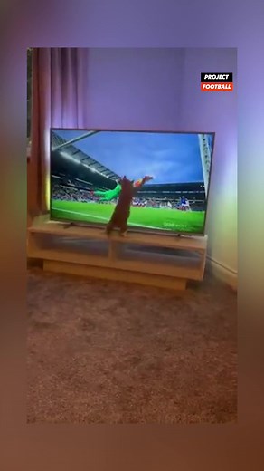 Cat-Like Reflexes Save the Day in Soccer Match