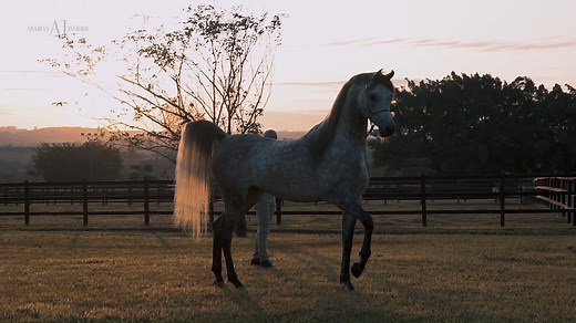 Magical, soulful, intense...✨ After 20 years, Thiago Pontes knew it was about time TP Arabians had its own spot on the Arabian horse map again. So it started all over in 2020, the vision - clear since the beginning, the passion - stronger than ever...because the Arabian Horse takes you places you could only imagine in your wildest dreams, and Thiago is ready for all of it. Acquisition after acquisition, they have gathered a wonderful collection of mares and stallions bound to create the 'TP look
