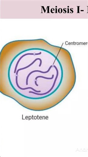 lleptotene in prophase 1meiosiseptotenemeiosis leptotene pachyteneleptotene prophaseleptotene