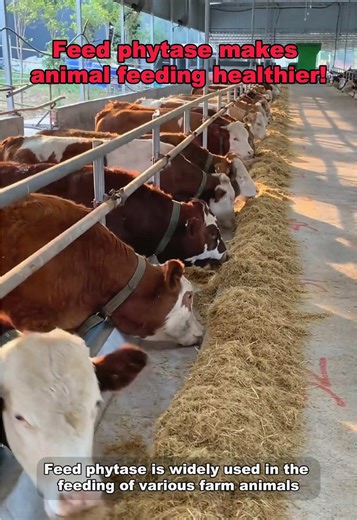 Feed phytase makes animal feeding healthier! #Factory #manufacturer #Enzyme #factorydirectsales #enzymecompany #enzymemanufacturer #enzymesupplier #enzymaticsolution #industrialenzymes #specialtyenzymes