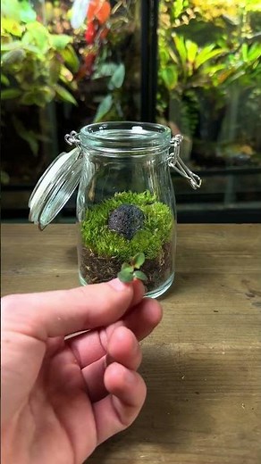 Making A Terrarium For Tiny Orange Bugs!🐞 🐛