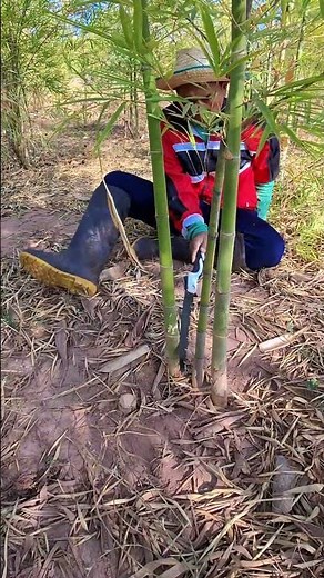 เลื่อยตัดเเต่งกอไผ่ #ลื่อยคมๆ