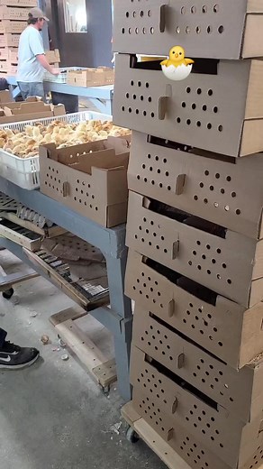 Hatching morning at Cackle Hatchery 5/10/23. #cacklehatchery #hatchingeggs #babychicks #homestead #incubator | Cackle Hatchery