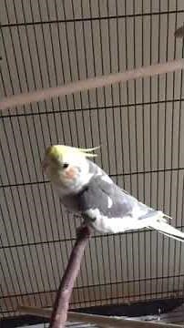 Cockatiel parrot, Coco, sings Opera Mozart Queen of the Night