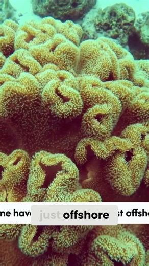 Mexico's Best Resorts for Unforgettable Snorkeling Adventures! #shorts