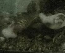 Turtle Enjoying His Meal