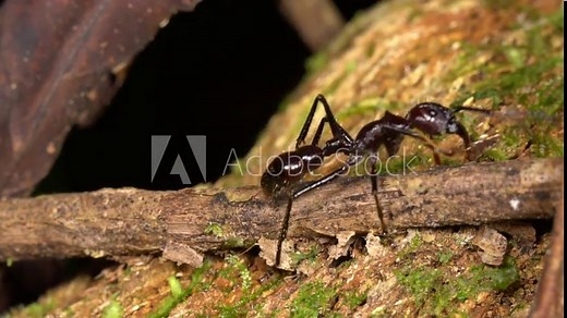 Bullet Ant or Conga Ant (Paraponera clavata). One of the largest ants with the most painful sting, at the top of the Schmidt Sting Pain Index. Walks through frame in slow motion, Ecuador.