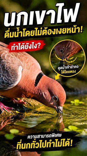 รู้มั้ย!นกเขาไฟ กินน้ำได้โดยไม่ต้องเงยหน้า!เพราะอะไรไปดู #นกเข้าไฟ #สารคดี #สารคดีสัตว์โลก #สารคดีนก