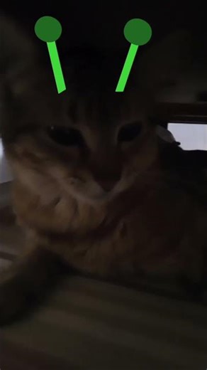 mi gata es un alien😚