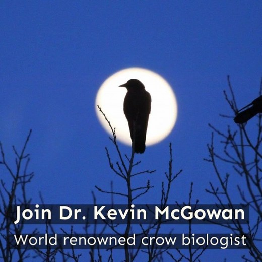 801 reactions · 235 shares | The American Crow is anything but...