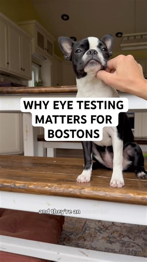 Why I Do Annual Eye Testing (CAER) for My Boston Terriers