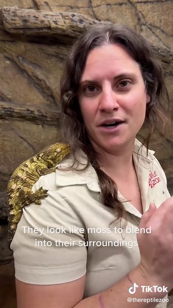 The largest gecko in the world 😱 #animals #animalsoftiktok #nature #cuteanimals #reptile