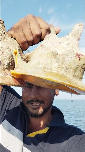 Sea helmet conch shell #fishing #boat