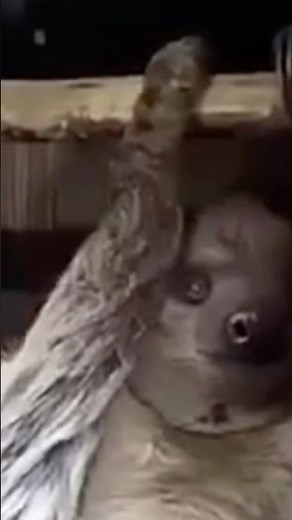 Meet the Sloth: Nature’s Slowest (and Cutest!) Mammal