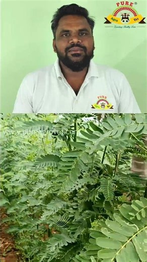 Agathi (Sesbania grandiflora) - Good Green Fodder to Animals #animals #pets #tree #feed #shorts