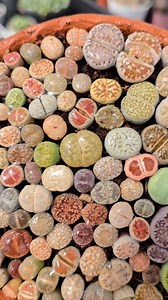 Enjoy the satisfaction of watering lithops #succulent #lithops | Indoor Plants Advisors