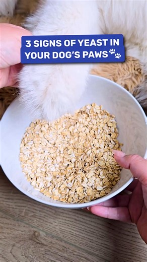 If you're sill noticing your dog's paw licking, itching or smelly ears, it's time to help restore balance to their gut. PetLab Co.’s Probiotic Chews promote a healthy yeast balance - supporting your dog's comfort and immune response from the inside out. Get an exclusive 50% OFF your first tub today! 🐶💗 | PetLab Co.