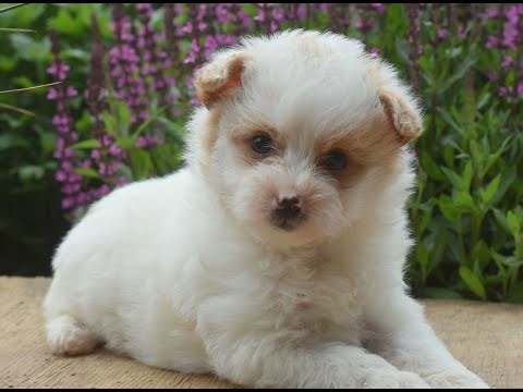 Pomsky-poo Puppies for Sale