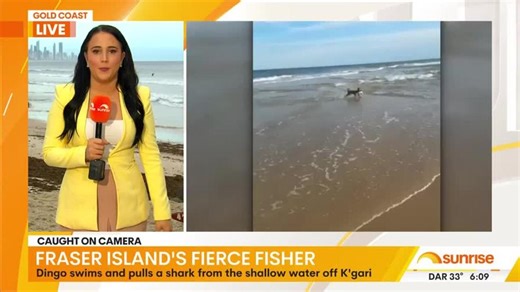Dingo snatches shark from K'gari shallows