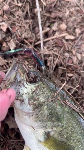 On the micro swimbait