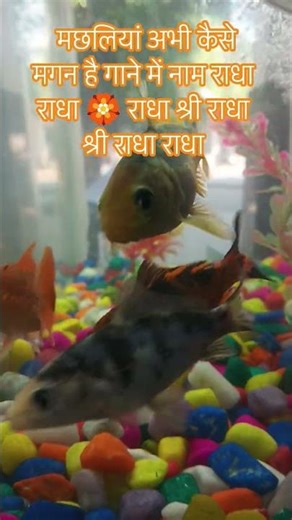 मछलियां भी कैसीमगन है आप लोग तो इंसान होते भी राधा राधा पीने के तो कमेंट में भारत और राधा राधा 🏵️🏵️🥰
