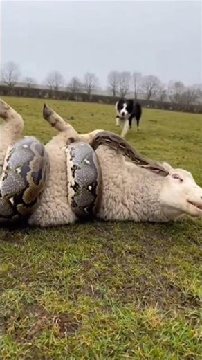 Sheepdog vs python to protect sheep 🐶🐍🐑