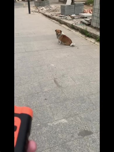 Dual Head Dog Repellent Device – Soundwave Bark Control & Training System | CashyMart Shop now 👉 https://cashymart.com #DogRepellent #AntiBarkDevice #PetTraining #UltrasonicDogTrainer #CashyMart #Trending2025 #SafePets