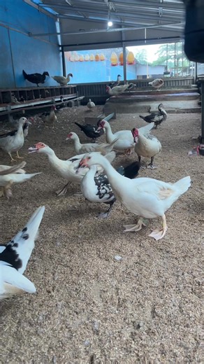 Perawatan Entok dengan Belerang untuk Kandang Ayam